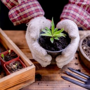 An image of a potted plant